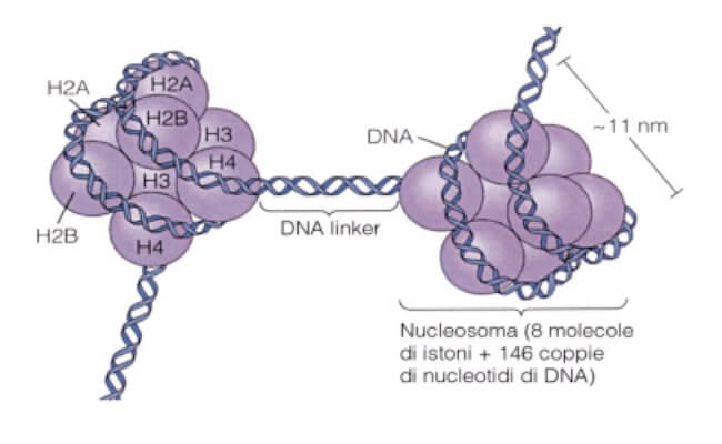 struttura del nucleosoma