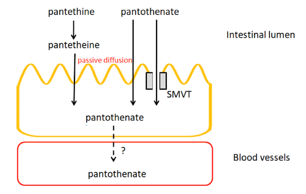 Trasporto di membrana tramite il recettore SMVT