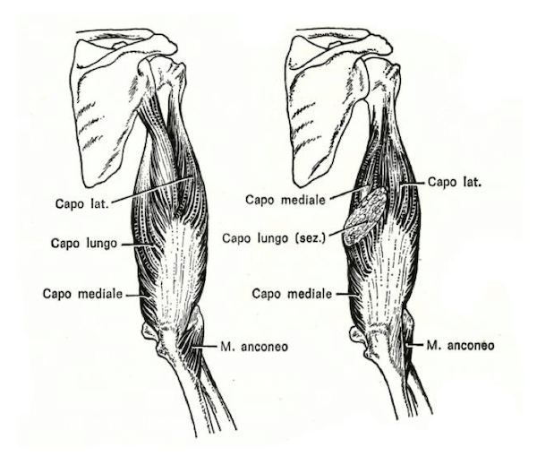 Muscoli posteriori del braccio