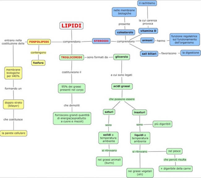 mappa concenttuale lipidi