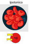 ipotonico globulo rosso