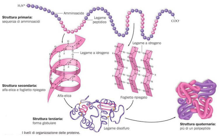 struttura delle proteine