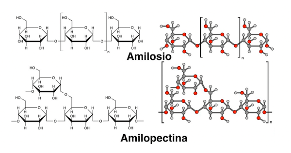 Amilosio e amilopectina
