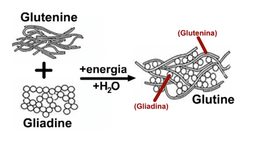Formazione del glutine
