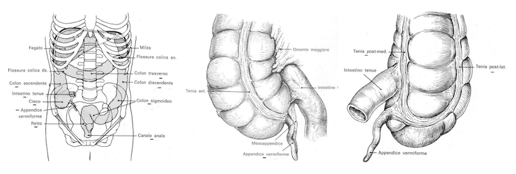 Intestino cieco