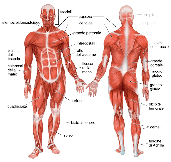 Muscoli del corpo umano.