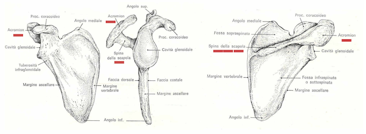 Acromion