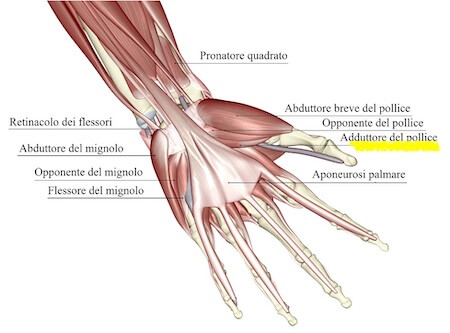 Adduttore del pollice
