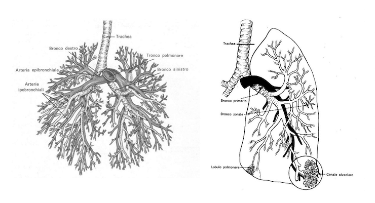Albero bronchiale e arterioso intrapolmonare