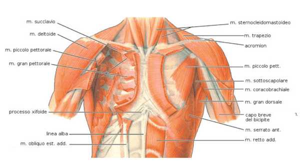 Alcuni dei muscoli del torace