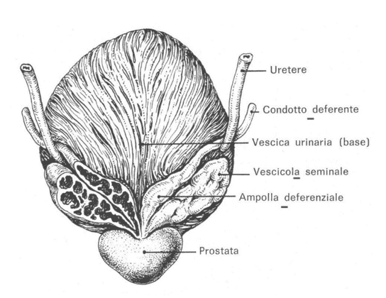 Ampolla deferenziale