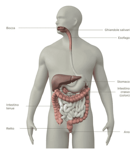 Anatomia degli intestini