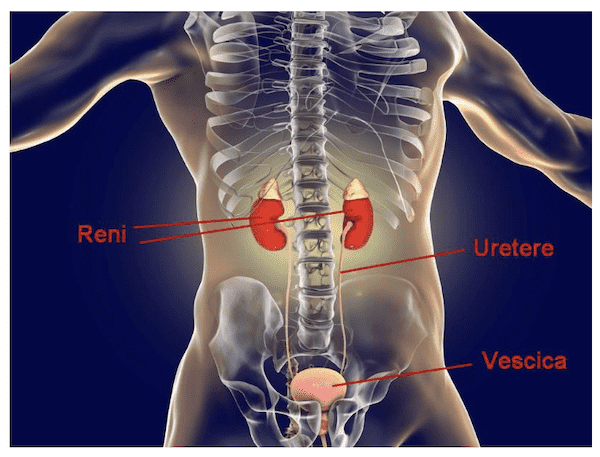 Anatomia dei reni e dell'apparato urinario