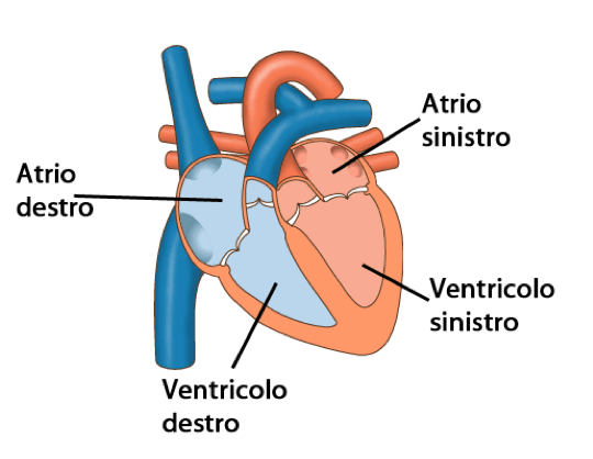 Anatomia del cuore