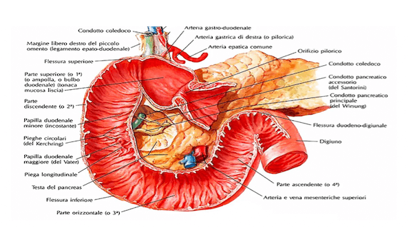 Anatomia del duodeno