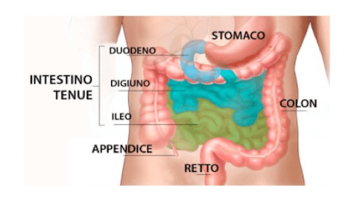 Anatomia dell'intestino