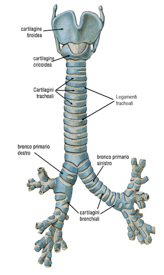 Dettaglio anatomico della trachea
