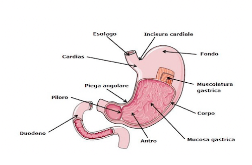Anatomia dello stomaco