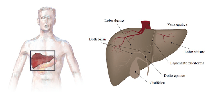 Anatomia e posizione anatomica del fegato