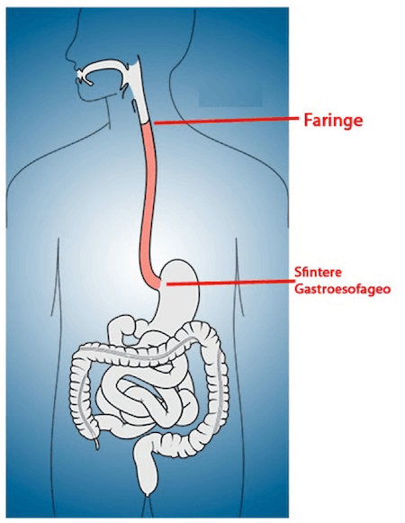 Anatomia e posizione dell'esofago