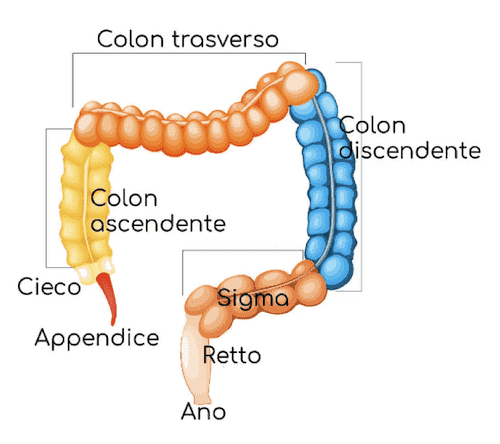 Anatomia dell'intestino Crasso