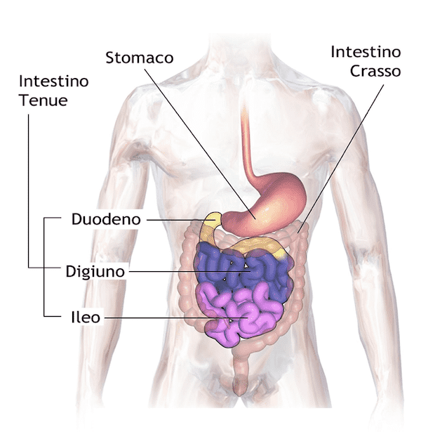 Anatomia dell'intestino tenue