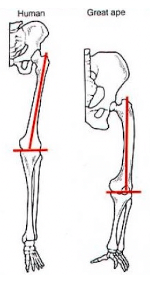 Diversa angolazione del femore nell'uomo e nelle grandi scimmie