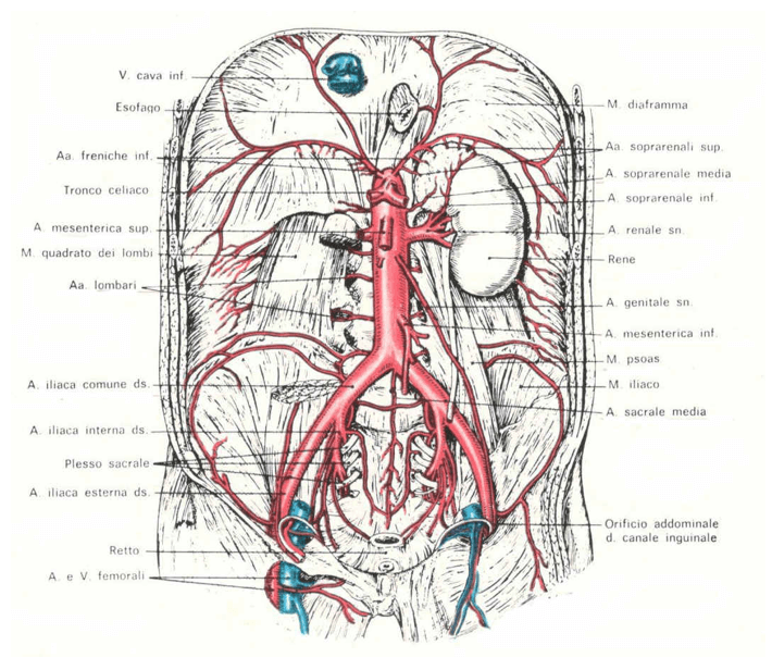 Aorta addominale