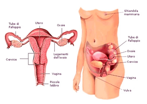 Apparato genitale femminile