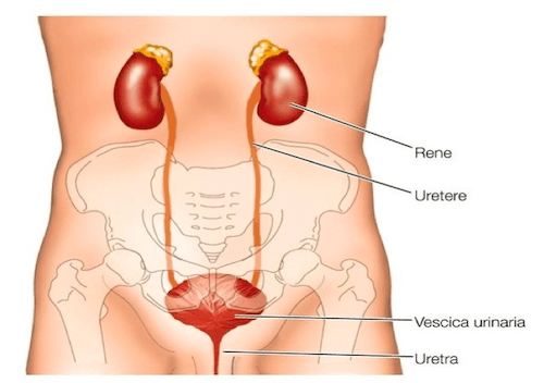 Apparato urinario maschile