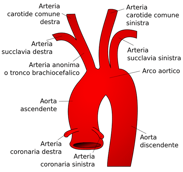 arco aortico e origine delle arterie succlavie