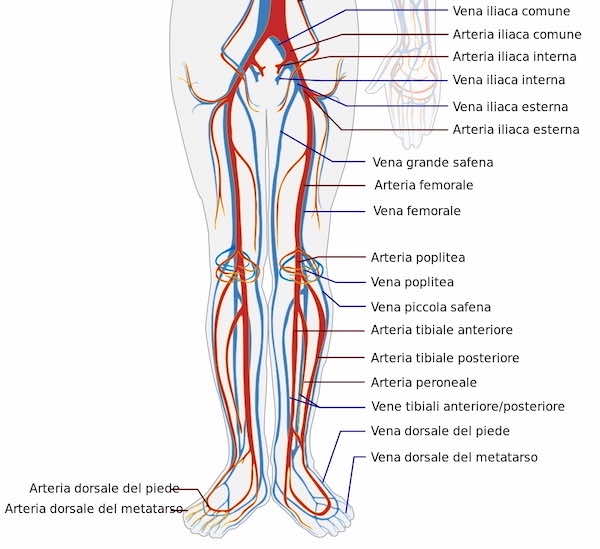 Arterie dell'arto inferiore 