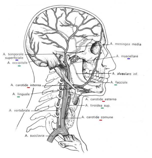 Arterie carotidi