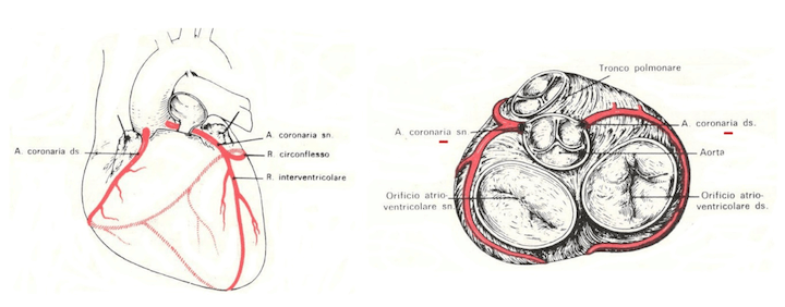 Arterie coronarie