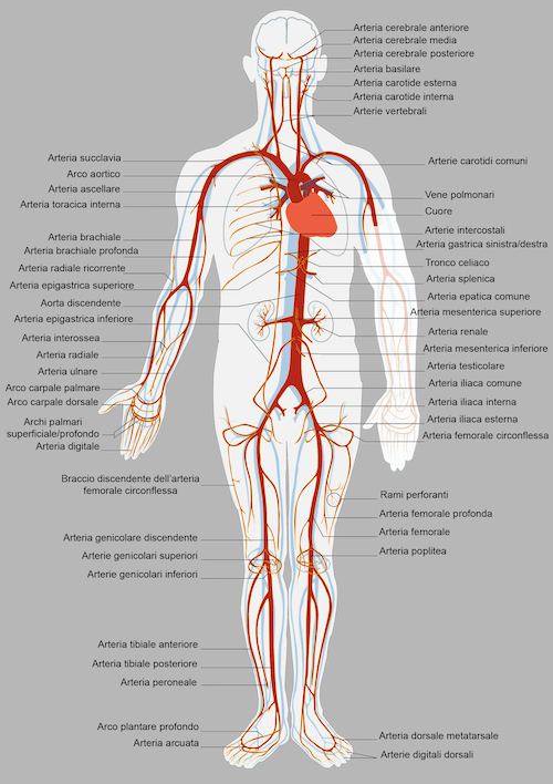Sistema arterioso