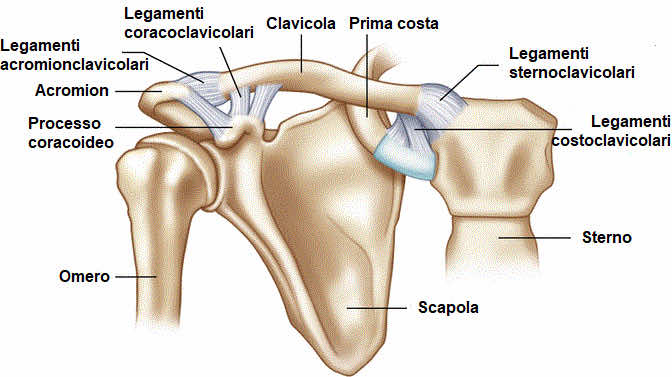 Articolazione acromio-clavicolare