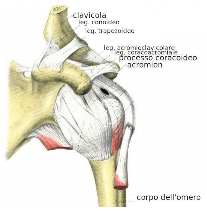Articolazione acromio-clavicolare
