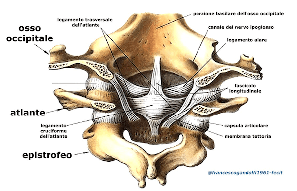 Atlante (vertebra)