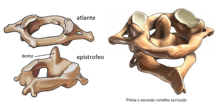 Articolazione Atlo-assiale mediana