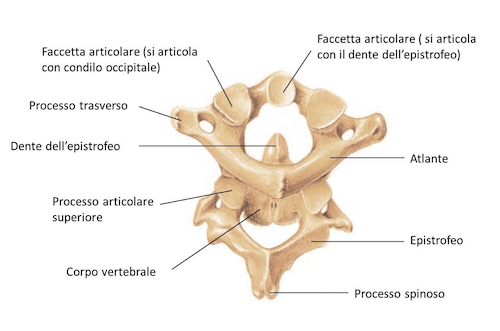 Articolazione tra Atlante ed Epistrofeo (Atlo - assiale)