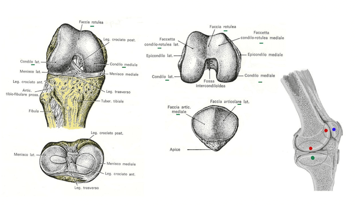 Articolazione del ginocchio