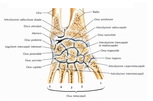 Articolazione del Polso e articolazione Mediocarpale