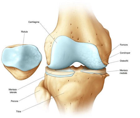 Articolazione Femoro-tibiale