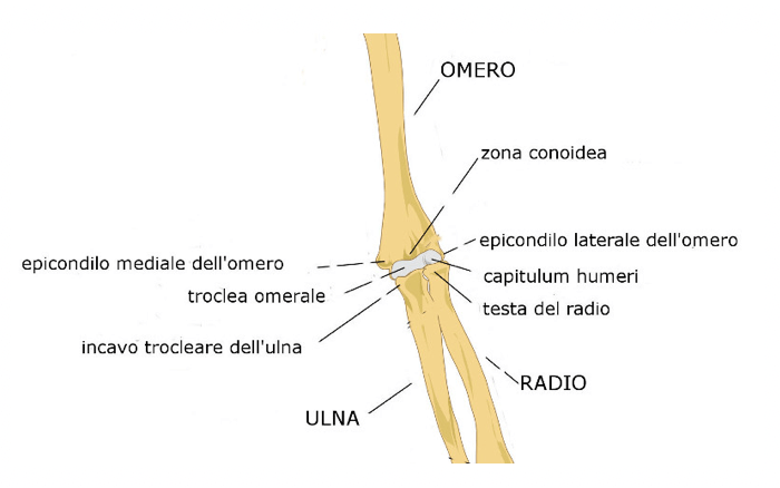 Articolazione del gomito