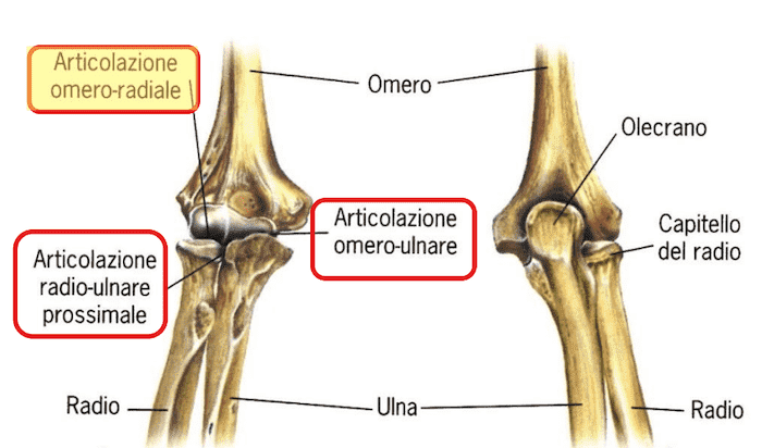 Articolazione omero-radiale