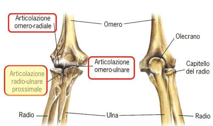 Articolazione radio-ulnare prossimale