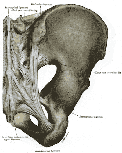 Vista posteriore dell'articolazione sacrococcigea