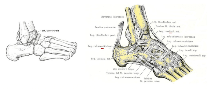 Articolazione talo-crurale