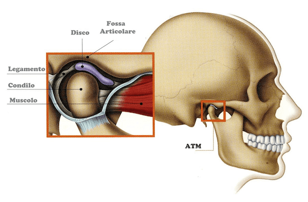 Articolazione temporo mandibolare