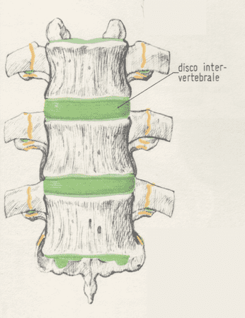 Articolazione tra i corpi delle vertebre